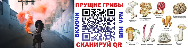 сайты даркнета какой сайт  Рубцовск  Галлюциногенные грибы Cubensis 
